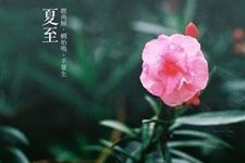 夏至节气有什么花