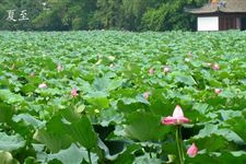 夏至开始数伏吗