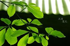 夏至是什么意思 夏至节气期间天气特点介绍
