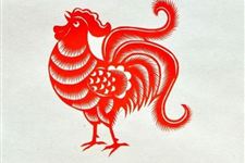 属鸡的命苦十鸡九不全是真的吗?