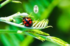惊蛰节气 惊蛰详解