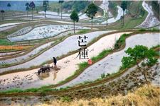 芒种节气 芒种详解