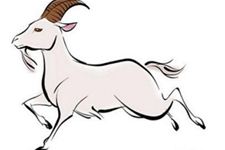 2018年属羊的人在各个方面运程如何