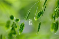 谷雨谚语,关于谷雨的农谚