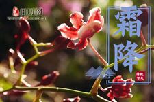24节气之霜降的特点