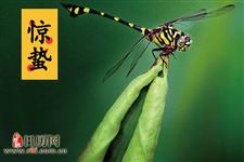 惊蛰节气怎么养生