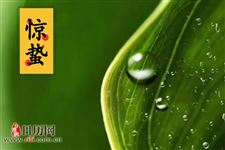惊蛰为什么吃梨