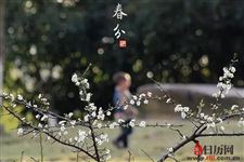 春分到底分了什么