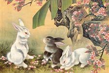 2019年属兔的在各个方面运程如何