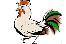 2019年属鸡的在各个方面运程如何