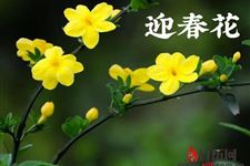 春分开什么花