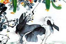 属兔的人哪天出生好