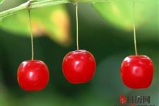立夏养生吃什么水果