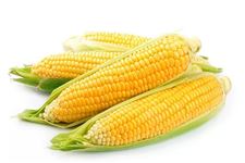 âÖÖÁË,Å©Ãñ¸ÃÖÖֲʲôũ×÷Î
