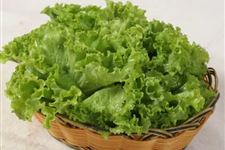 小暑种什么菜
