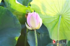 2019年末伏热吗