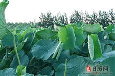 2019年末伏什么时候开始