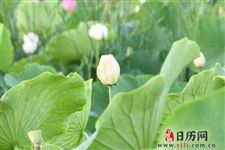 2019年末伏最后一天是几号