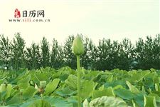2019年末伏是哪一天
