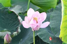 三伏养背,记住这些方法,排出湿毒,寒毒