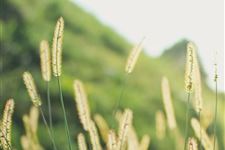 处暑是哪个季节节气