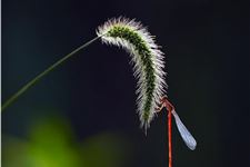 处暑节气的特征有哪些