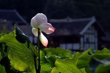 处暑节气艾灸:阴阳调和,慎防"秋老虎"