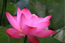 处暑时节如何养生对抗秋老虎