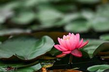 处暑节气的养生攻略