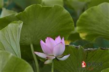 处暑节气三大天气特点