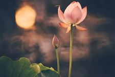处暑后面是什么节气