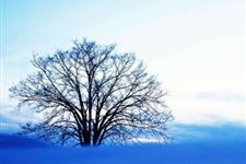 2019年立冬下雪吗