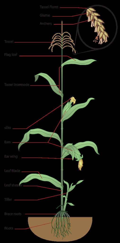 玉米植株