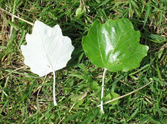 4月1日城市物种日历:毛毛虫