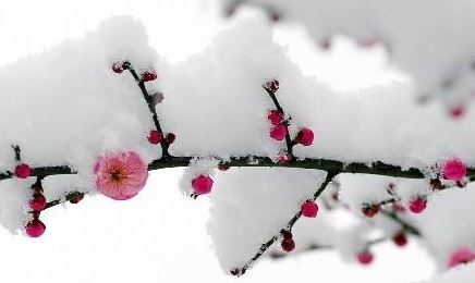 雪泪节 雪泪节