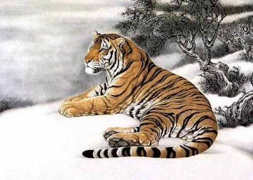 十二生肖虎图片大全,生肖虎图片 十二生肖虎图片大全,生肖虎图片