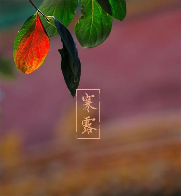 寒露图片,关于寒露节气的图片 寒露图片,关于寒露节气的图片