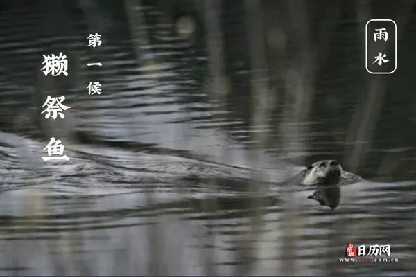 雨水三候是什么意思?獭祭鱼;鸿雁来;草木萌动