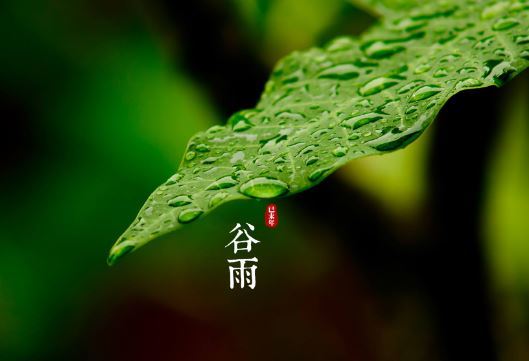 谷雨节气是什么时候