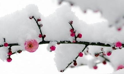 雪泪节 雪泪节