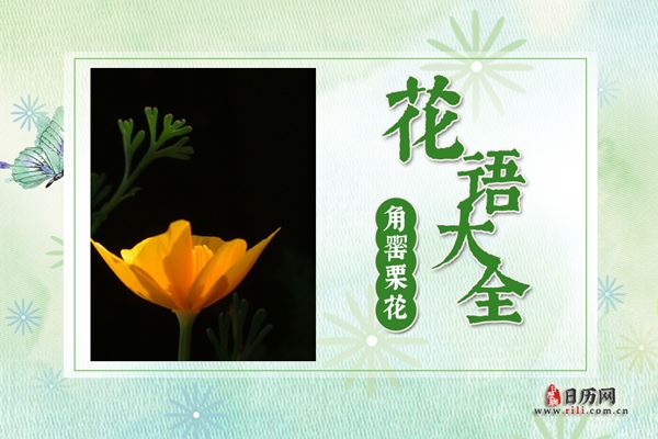 角罂粟花的花语是什么?角罂粟花花语大全及传说故事