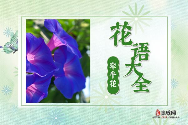 牵牛花花语大全 牵牛花的花语是什么