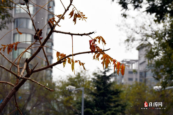 元旦 (80).jpg