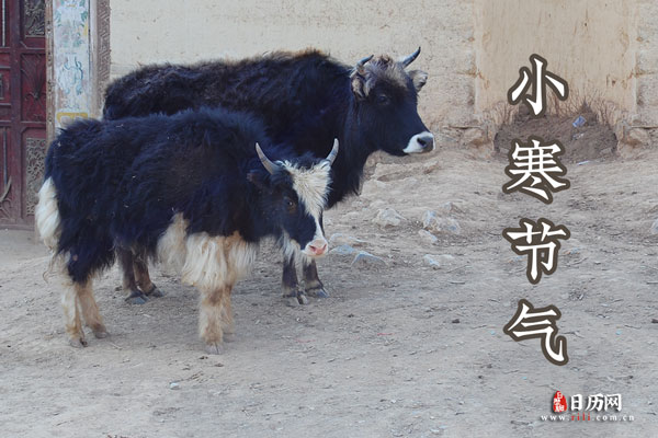 小寒大寒吃什么