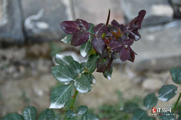小寒节气是什么季节
