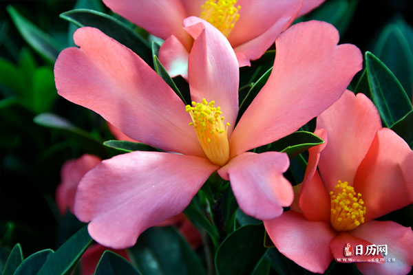 花卉,山茶花.jpg
