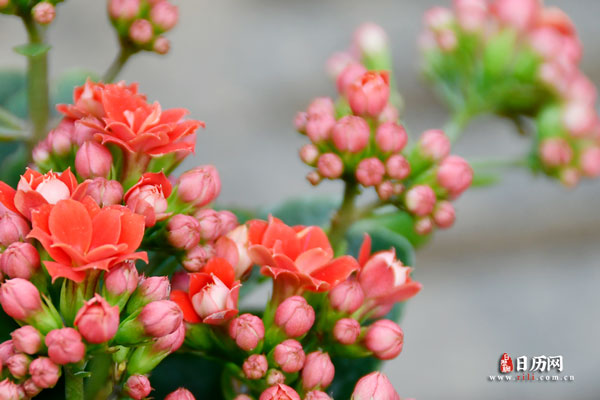 花卉,长寿花(1).jpg