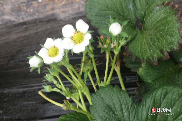 草莓花.jpg
