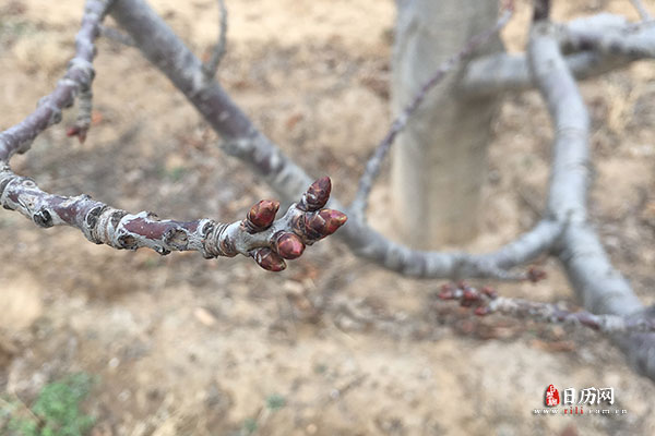 春节立春就是春节吗