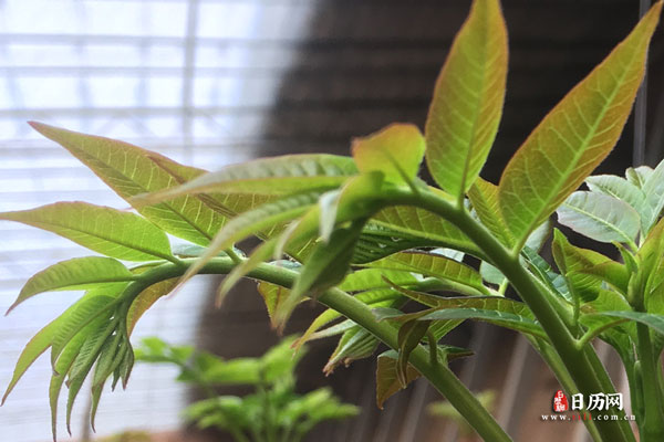 春节立春是不是一回事